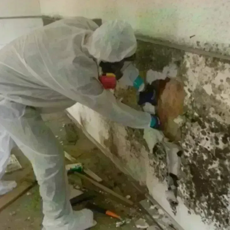 Mold Remediation and Removal in Duarte, CA